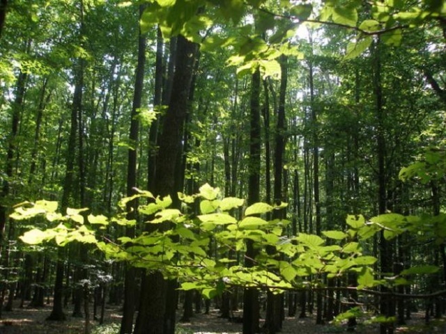 fata-verde-cu-parul-padure-736