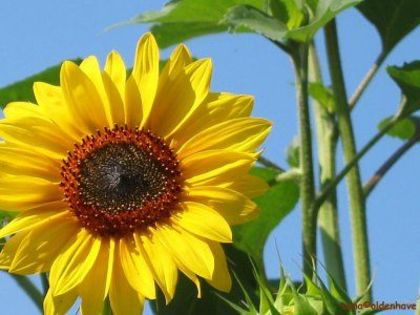 floarea_soarelui