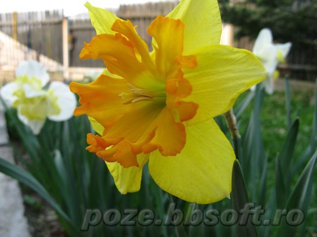 Narcisa galbena cu galben portocaliu