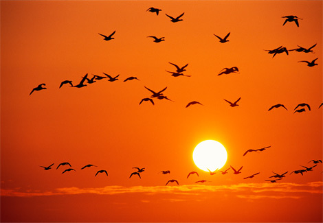 orange_birds_rosing_721120_ga_135