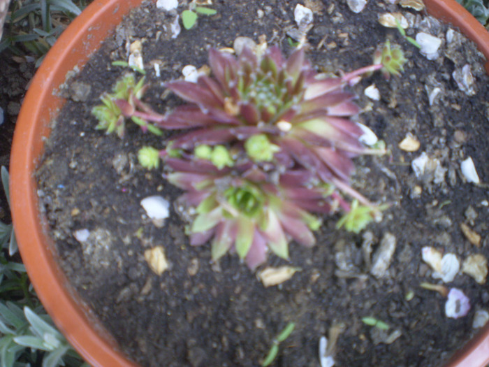 P4250106; sempervivum
