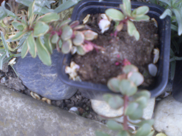 P4250107; sedum variegatum
