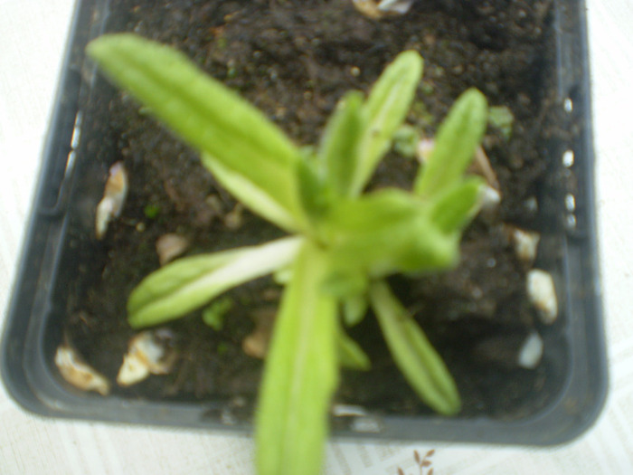 P4250108; primula vialii
