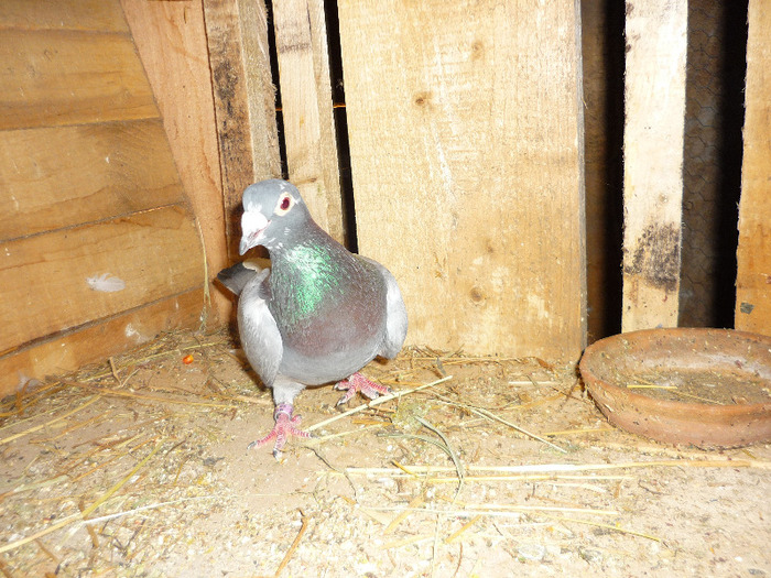 femela 2007 - porumbei 2012