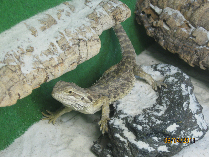 IMG_4340 Dragonul barbos - Expozitie de reptile