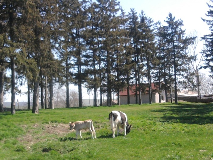 Fotografie0344 - LA FERMA MEA