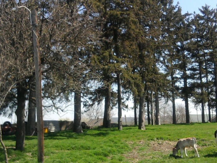 Fotografie0345 - LA FERMA MEA