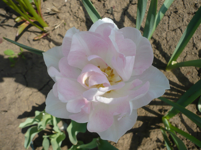 017