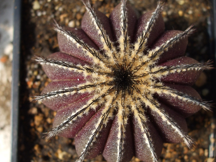 Uebelmania pectinifera