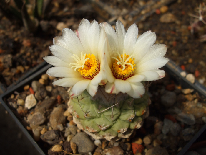 Strombocactus disciformis