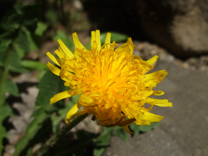 DSCF7432 - Instantanee-diverse
