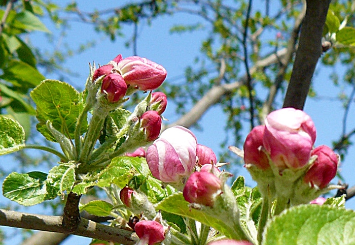 Marul in floare - ARBORII IN FLOARE