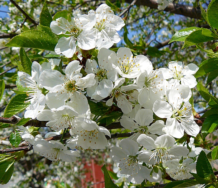 P1350091 - ARBORII IN FLOARE