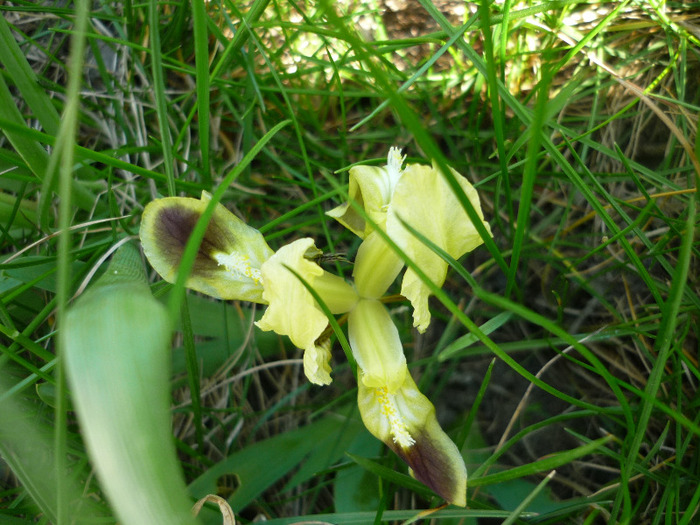 irisii piticuti de la Mioara si Marianne in 23 aprilie 2011 - Iris sau stanjenel