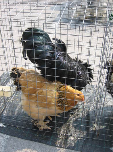 IMG_3530 - 2011 expo it