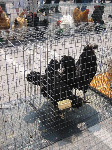 IMG_3531 - 2011 expo it