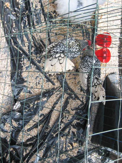 IMG_3532 - 2011 expo it