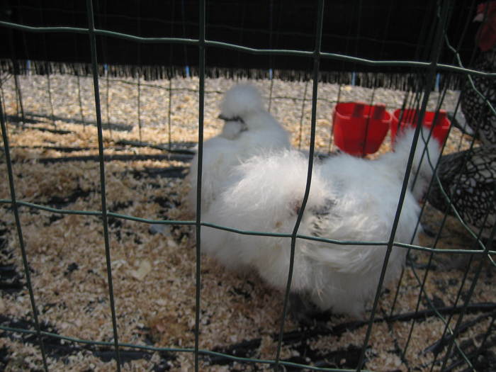 IMG_3533 - 2011 expo it