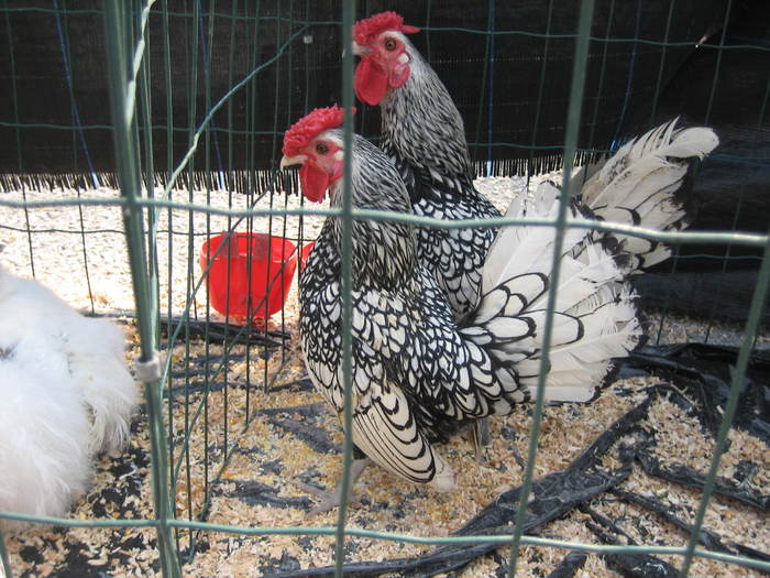 IMG_3534 - 2011 expo it