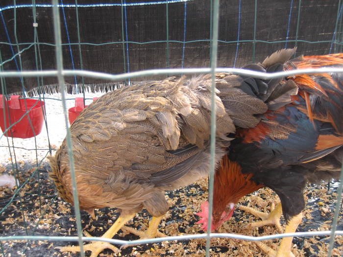 IMG_3537 - 2011 expo it