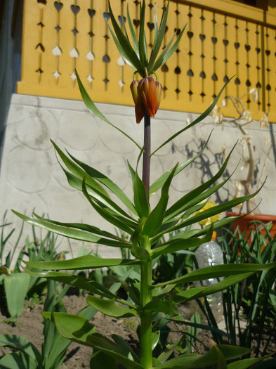 23 aprilie 2011 - Fritillaria Imperialis
