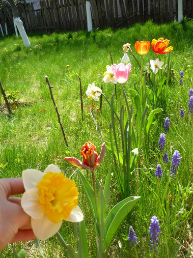 23 aprilie 2011 - LALELELE preferatele mele