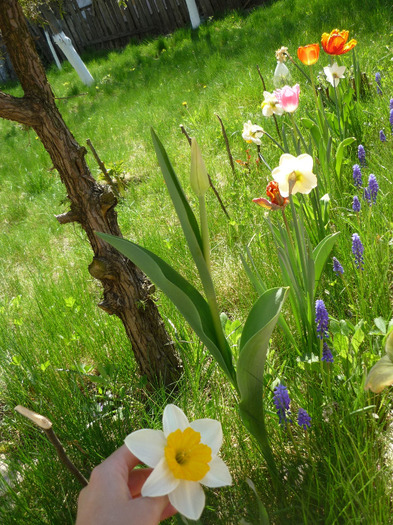 23 aprilie 2011 - LALELELE preferatele mele