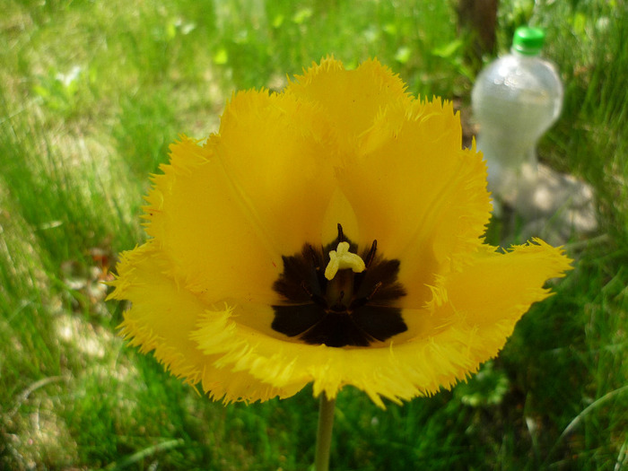 23 aprilie 2011 - LALELELE preferatele mele