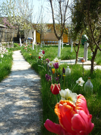 23 aprilie 2011 - LALELELE preferatele mele