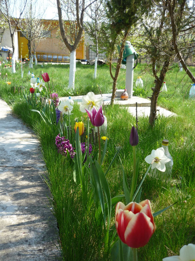 23 aprilie 2011 - LALELELE preferatele mele