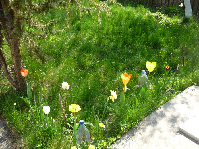 23 aprilie 2011 - Narcise