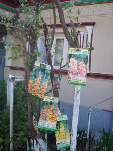 COPACUL CU GLADIOLE:)))
