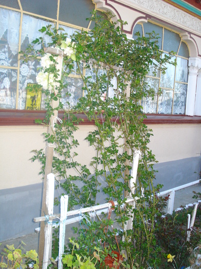 TRANDAFIRI CATARATORI