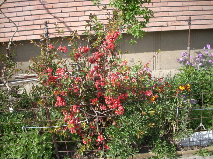 Photo 453
