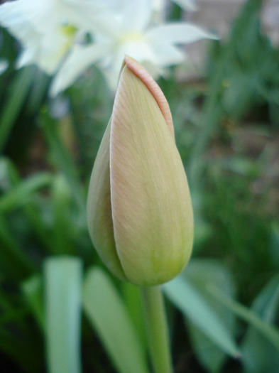 Tulip_Lalea (2011, April 20)