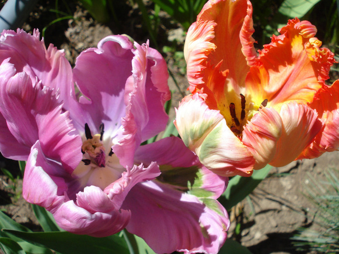 Tulips Parrot (2011, April 25)