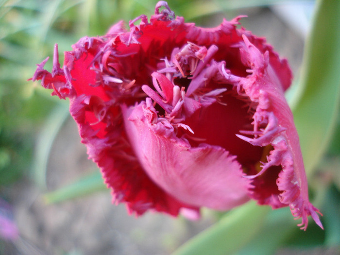 Tulipa Barbados (2011, April 26) - Tulipa Barbados