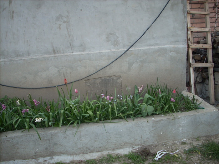 Photo 460