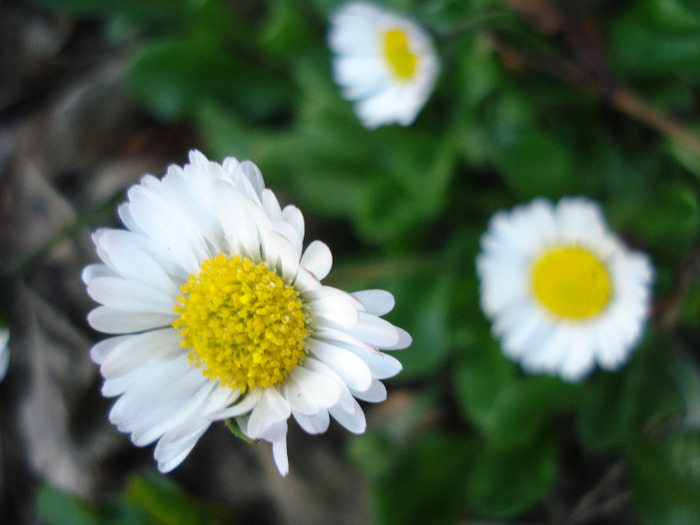 Bellis perennis (2011, April 25) Bellis perennis (2011, April 25)