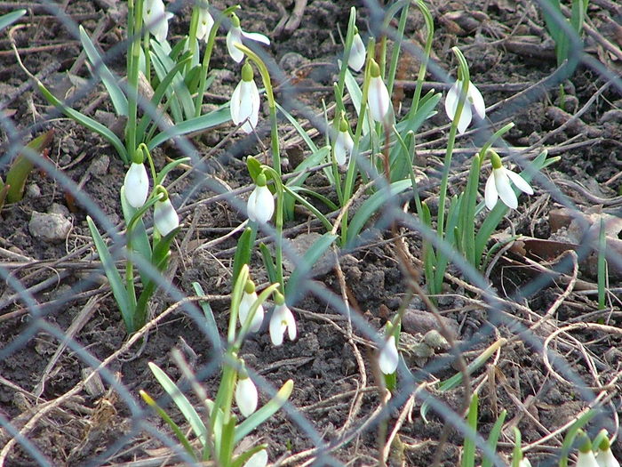 DSCF2207; vestitorii?
