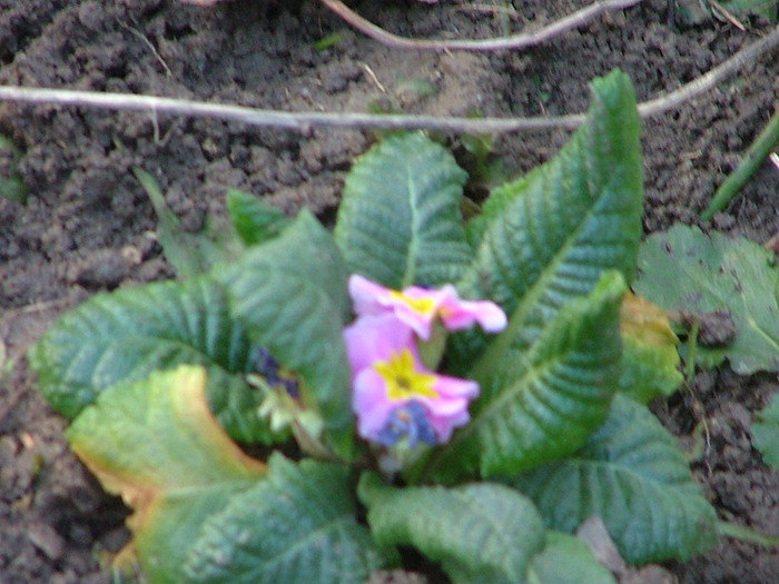 DSCF2208; noi am fost primele (primule)
