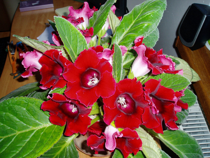 P1010063 - flori 2011