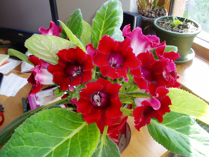 P1010064 - flori 2011