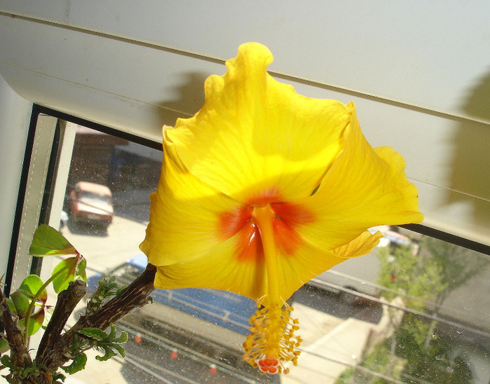 24.04.2011 - hibiscus