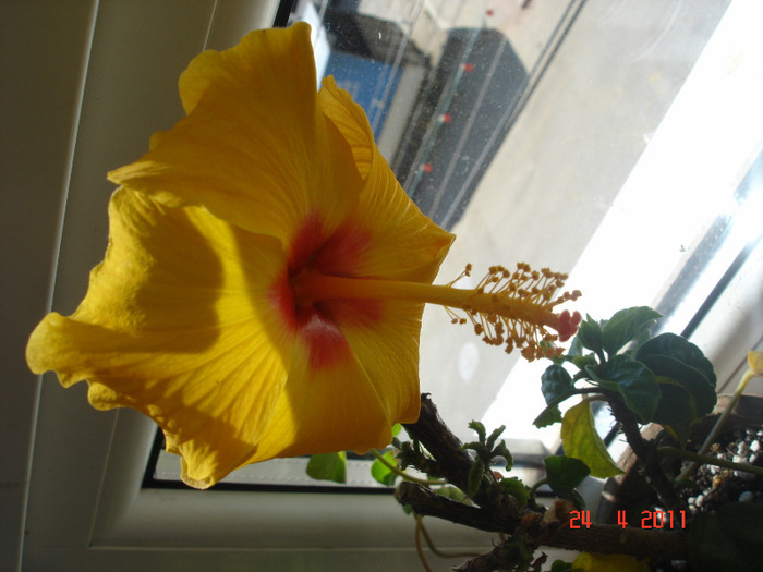 24.04.2011 - hibiscus