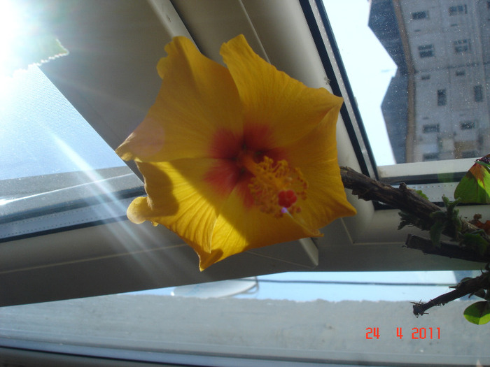 24.04.2011 - hibiscus