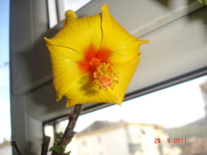 24.04.2011 - hibiscus