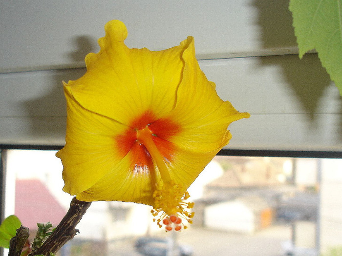 24.04.2011 - hibiscus