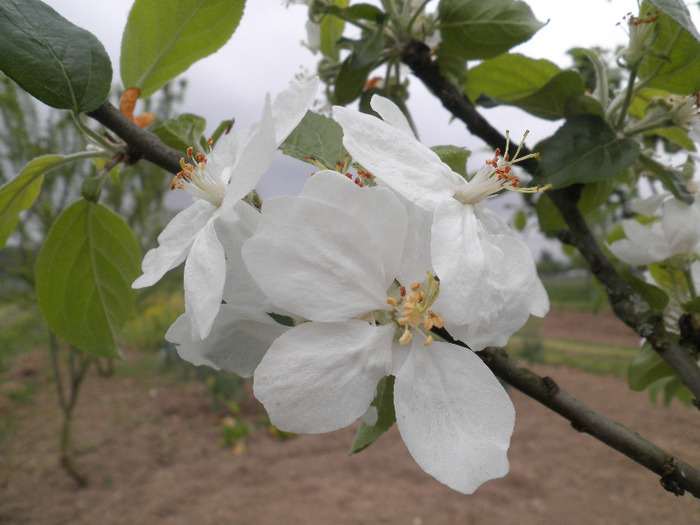 mar - MON JARDIN