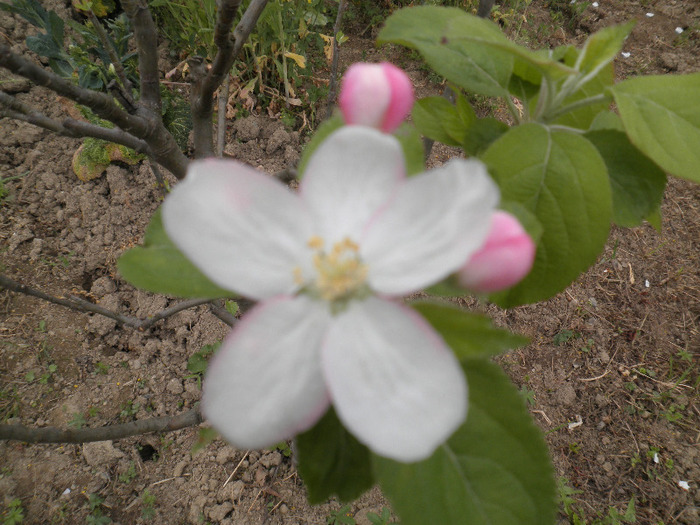 P4120083 - MON JARDIN